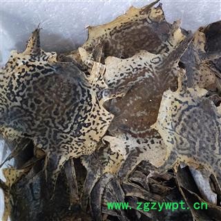 蟾蜍皮 蟾蜍皮蟾蜍衣 产地 辽宁省图3