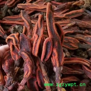 安祁名药正品野生草苁蓉 回春草图2