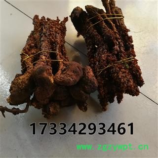 草苁蓉 不老草 新货 无污染图3