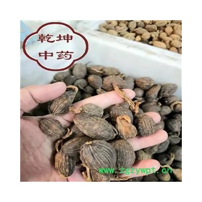 草果 云南草果   统货 高含量 产地 云南省【品种齐全 诚信经营】