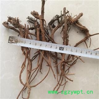 2021产新 柴胡 秦岭柴胡 正宗北柴胡 产地 陕西省秦岭山区图2