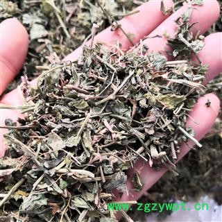 安祁名药中药材臭灵丹草   翼齿六棱菊