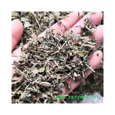 安祁名药中药材臭灵丹草   翼齿六棱菊