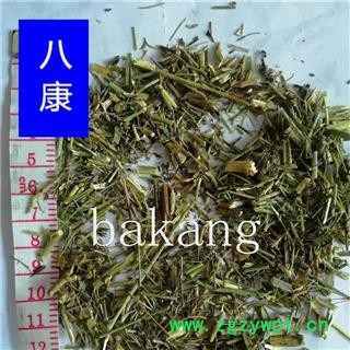 柴胡 杆 柴胡苗图2