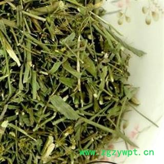 娟子中药  柴胡苗 统货 产地 内蒙古自治区 品质保证图2