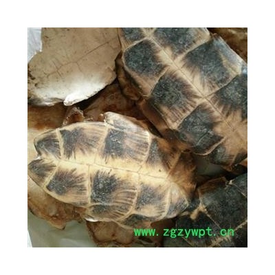 龟板 龟板 旱龟板 纯正品旱龟板 选