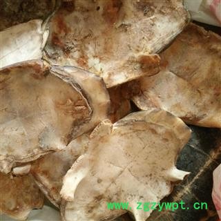 龟板 正品旱龟板 选货 产地 江西省图2