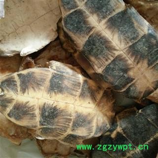 龟板  正品旱龟板 统货 产地 江西省图2