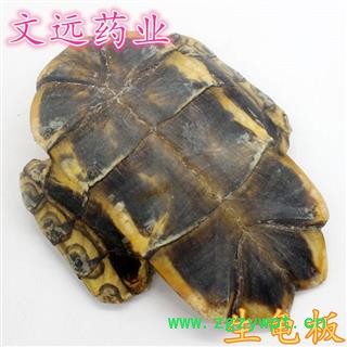 龟甲 选  制龟板 炒龟甲 龟板 产地 湖北省武汉市市辖区图2