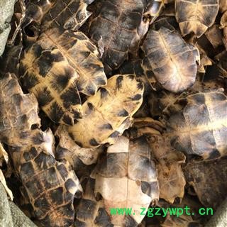 龟甲 龟下甲 正品 旱龟板 陈货干度好 产地 湖北省宜昌市兴山县 买好药找娟子图3