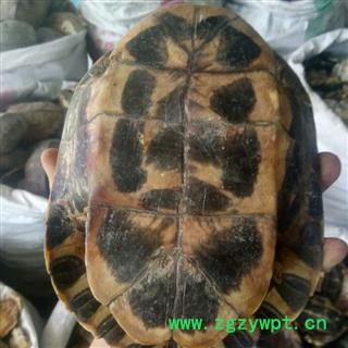 龟板 龟板 龟上甲 龟下甲 整个龟甲  产地 湖北省 买好药找娟子图3