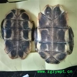 龟板 龟甲 水龟板 选 产地山东省 聚源药业 专注品质 产地 山东省图3