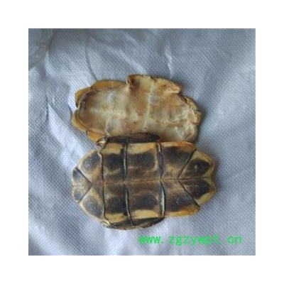 龟板 龟甲 水龟板 选 产地山东省 聚源药业 专注品质 产地 山东省