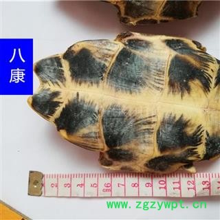 旱龟板 河龟板 01个 统图2