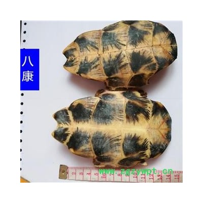 旱龟板 河龟板 01个 统