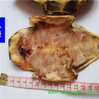 旱龟板 河龟板 01个 统图4