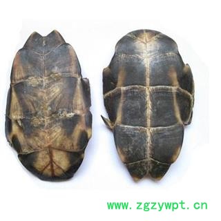 龟板旱龟板正品保证质量7天无理由退货退款 中药材批发 丽丽药业图3