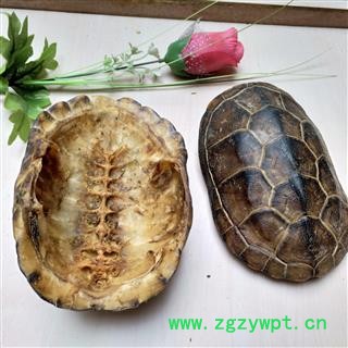 龟板 旱龟板 上龟板 乌龟壳 选货 产地 湖北省图2