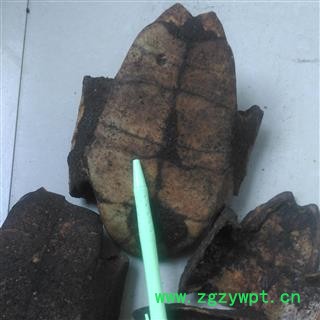 制龟板 腹板 2020 统 产地 海南省三沙市图2