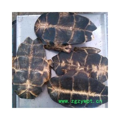 旱龟板 选货 质量好价格低 买货有保障 产地 湖北省