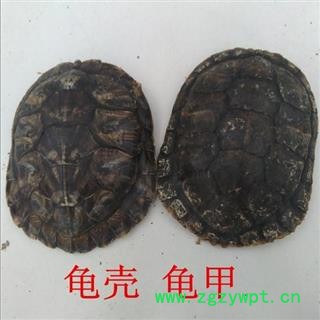 龟甲 龟壳 巴西 统 产地 浙江省图2