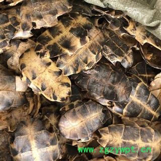 龟甲 正品 旱龟板 新货  产地 湖北省 买好药找娟子图3