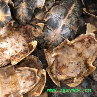 龟甲 正品 旱龟板 新货  产地 湖北省 买好药找娟子图2