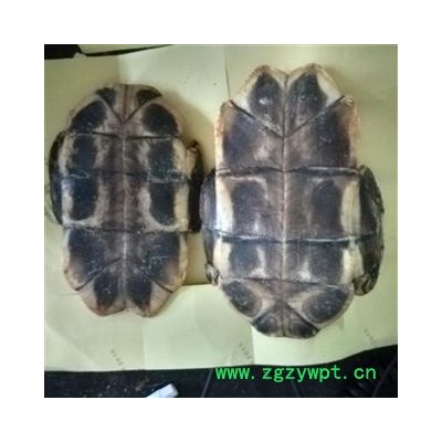 龟板 水龟板 去肉干净 无异味 产地直销 产地 湖南省