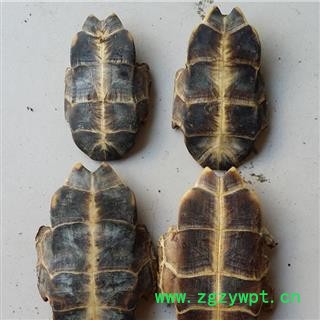 龟板 龟甲 正品选装旱龟板 产地 广东省 产地直销  重在质量图2