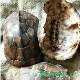 龟板 龟甲 龟壳 龟上甲 龟板 龟上壳 旱龟板 产地 湖北省 买好药找娟子图3