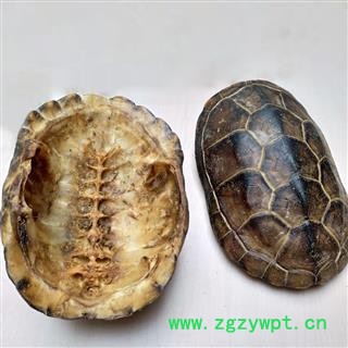 龟板 龟甲 龟壳 龟上甲 龟板 龟上壳 旱龟板 产地 湖北省 买好药找娟子图2