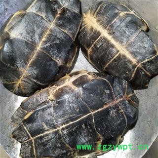龟甲 产地直销新货旱龟板，去肉干净无杂，实物拍摄 产地 湖北省图2