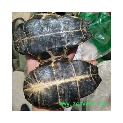 龟甲 产地直销新货旱龟板，去肉干净无杂，实物拍摄 产地 湖北省