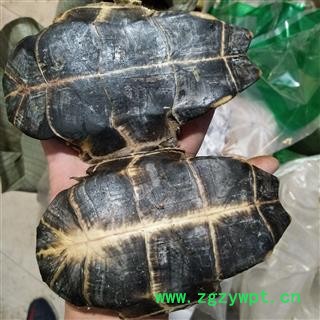 龟甲 产地直销新货旱龟板，去肉干净无杂，实物拍摄 产地 湖北省图3