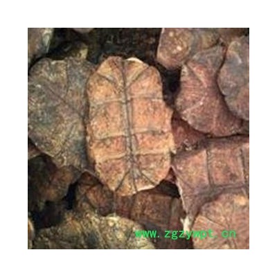 龟板 旱龟板 炒龟板 炙龟板 产地 广东省