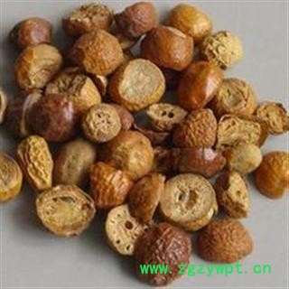 【录建药业】川楝子 统 产地 四川省图3