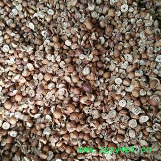 川楝子统优质无硫货 产地四川省广安市邻水县图3