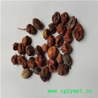 苦楝子 统 产地 河北省保定市图3