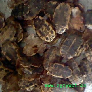 龟甲 选片1000克促销批发价 产地 湖北省 大货批发价图3