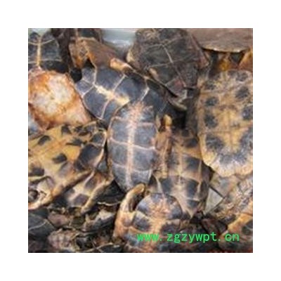 龟甲 选片1000克促销批发价 产地 湖北省 大货批发价