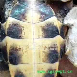 龟甲 选片1000克促销批发价 产地 湖北省 大货批发价图2