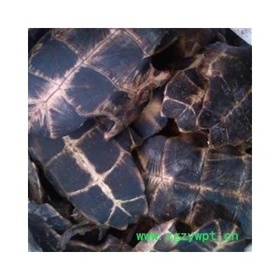 龟板 旱龟板 掉价了！！独特花纹！ 燕尾岔！产地直销  产地 湖南省