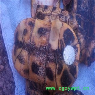 龟板 选 批发零售各种规格中药 花茶 产地 广东省佛山市南海区图4