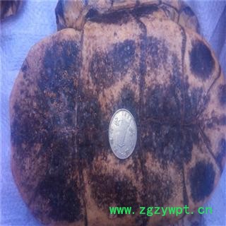 龟板 选 批发零售各种规格中药 花茶 产地 广东省佛山市南海区图2