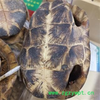 圣草康园龟甲 龟壳 完整龟甲 摆件产地 广东图2