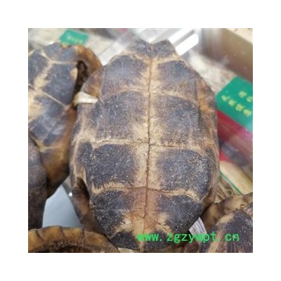 圣草康园龟甲 龟壳 完整龟甲 摆件产地 广东
