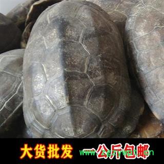 龟壳 旱龟壳 包含量 产地 浙江省图2