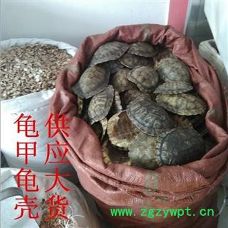 龟甲 龟壳 湖北 统 产地 山东省图3