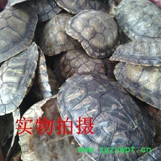 龟甲 龟壳 湖北 统 产地 山东省图4