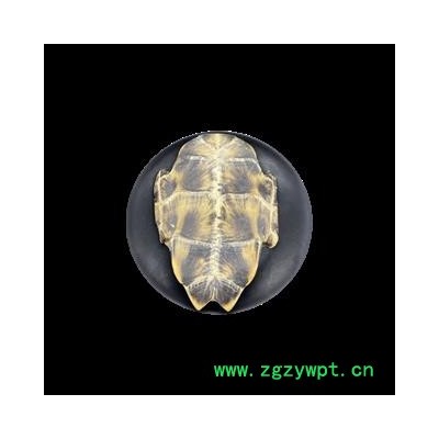 龟甲 旱龟板选货 产地 山东省